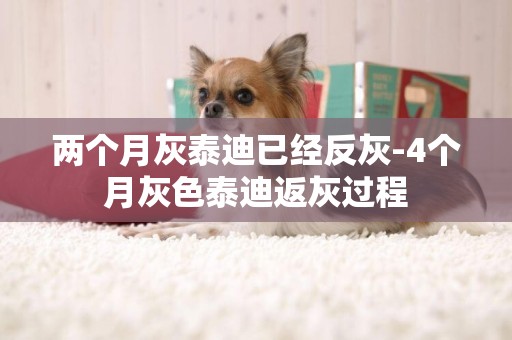 兩個月灰泰迪已經反灰-4個月灰色泰迪返灰過程