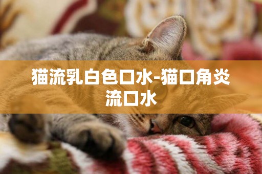 貓流乳白色口水-貓口角炎流口水