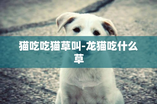 貓吃吃貓草叫-龍貓吃什么草 貓吃吃貓草叫-龍貓吃什么草