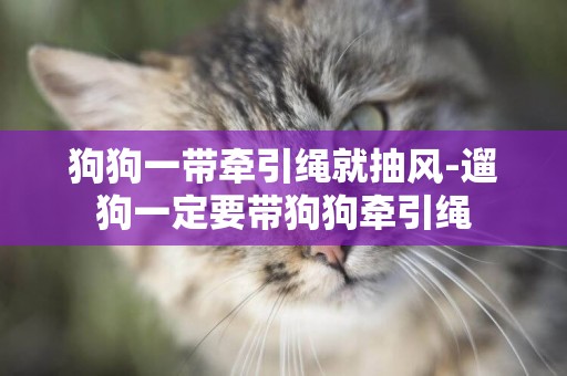 狗狗一帶牽引繩就抽風-遛狗一定要帶狗狗牽引繩
