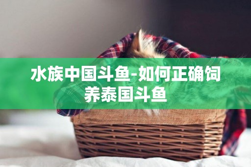 水族中國斗魚-如何正確飼養泰國斗魚