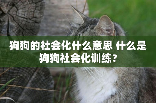 狗狗的社會化什么意思 什么是狗狗社會化訓練？