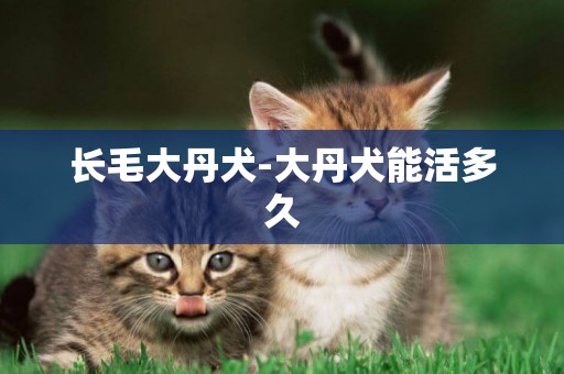 長毛大丹犬-大丹犬能活多久