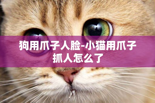 狗用爪子人臉-小貓用爪子抓人怎么了