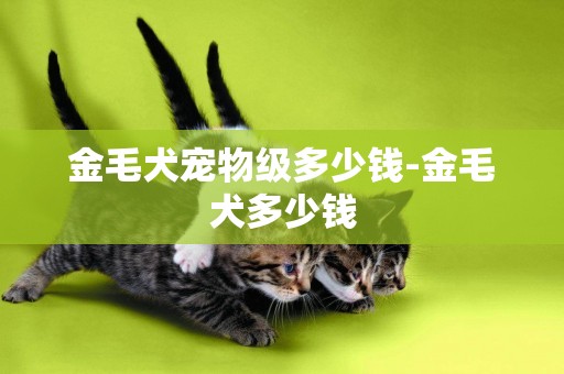 金毛犬寵物級多少錢-金毛犬多少錢