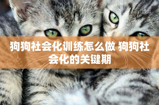 狗狗社會化訓練怎么做 狗狗社會化的關鍵期