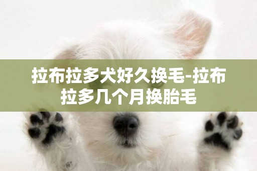 拉布拉多犬好久換毛-拉布拉多幾個月換胎毛
