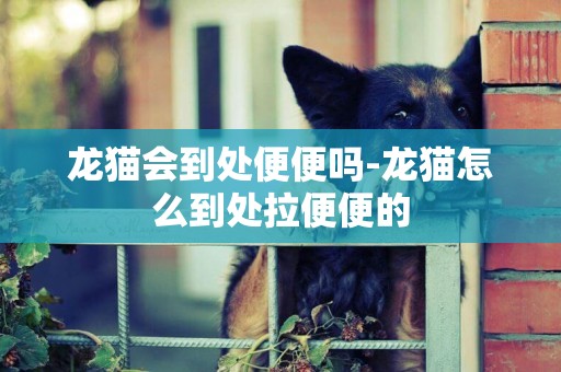 龍貓會到處便便嗎-龍貓怎么到處拉便便的