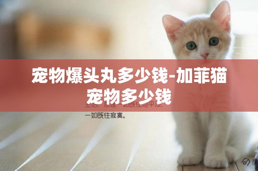 寵物爆頭丸多少錢-加菲貓寵物多少錢