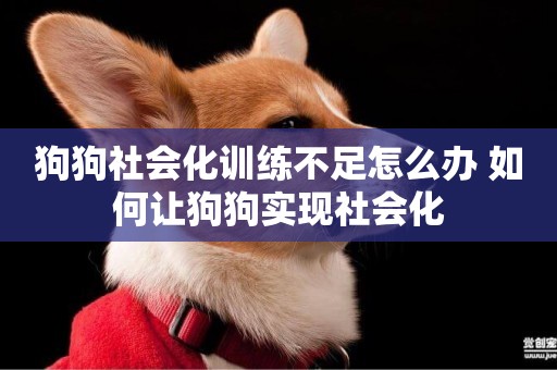 狗狗社會化訓練不足怎么辦 如何讓狗狗實現社會化