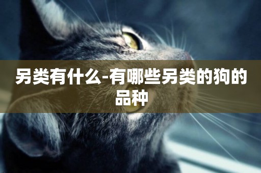 另類有什么-有哪些另類的狗的品種