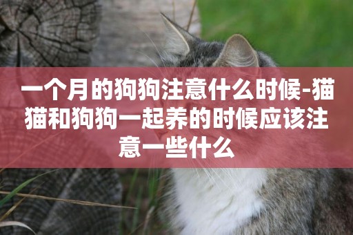 一個月的狗狗注意什么時候-貓貓和狗狗一起養的時候應該注意一些什么