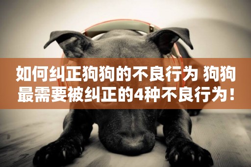 如何糾正狗狗的不良行為 狗狗最需要被糾正的4種不良行為！