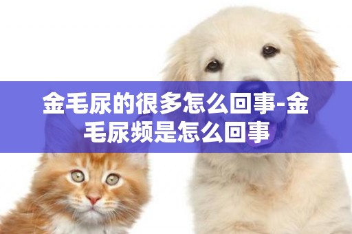金毛尿的很多怎么回事-金毛尿頻是怎么回事