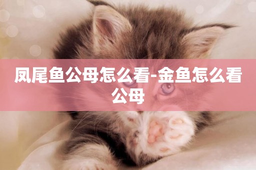 鳳尾魚公母怎么看-金魚怎么看公母
