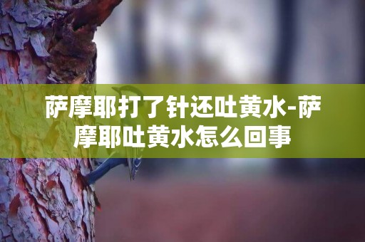 薩摩耶打了針還吐黃水-薩摩耶吐黃水怎么回事