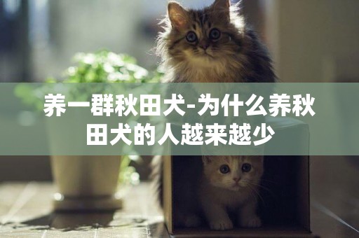 養一群秋田犬-為什么養秋田犬的人越來越少