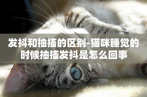 發抖和抽搐的區別-貓咪睡覺的時候抽搐發抖是怎么回事