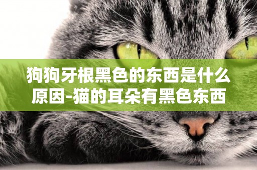 狗狗牙根黑色的東西是什么原因-貓的耳朵有黑色東西是什么原因啊