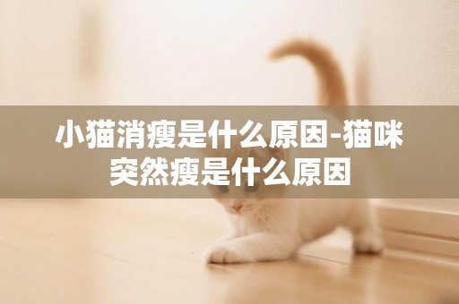 小貓消瘦是什么原因-貓咪突然瘦是什么原因