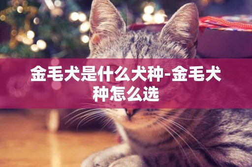 金毛犬是什么犬種-金毛犬種怎么選