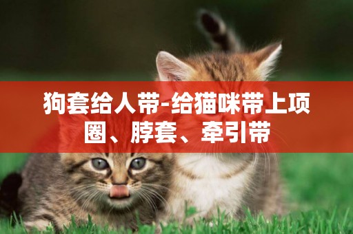 狗套給人帶-給貓咪帶上項圈、脖套、牽引帶