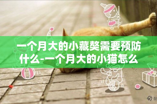一個月大的小藏獒需要預防什么-一個月大的小貓怎么預防跳蚤