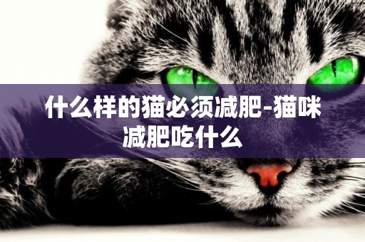 什么樣的貓必須減肥-貓咪減肥吃什么