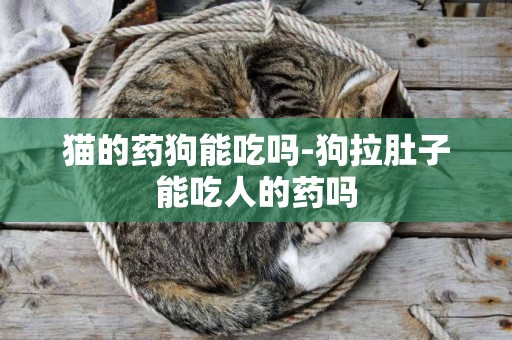 貓的藥狗能吃嗎-狗拉肚子能吃人的藥嗎
