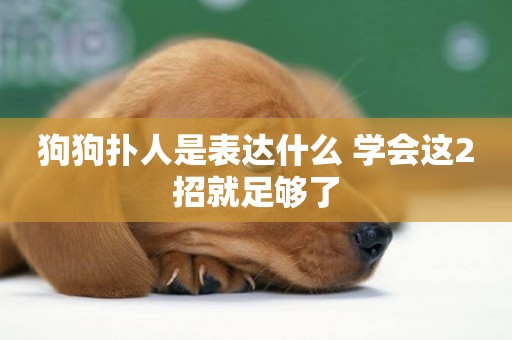 狗狗撲人是表達什么 學會這2招就足夠了
