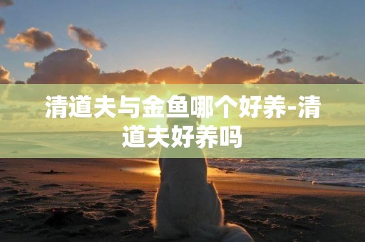 清道夫與金魚哪個好養-清道夫好養嗎