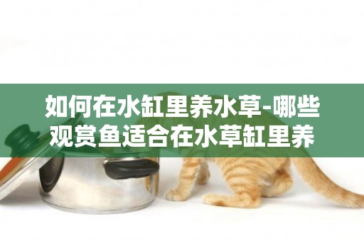 如何在水缸里養水草-哪些觀賞魚適合在水草缸里養