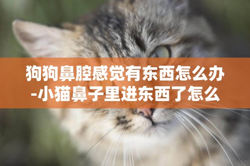 狗狗鼻腔感覺有東西怎么辦-小貓鼻子里進東西了怎么辦
