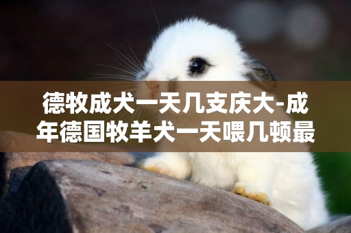 德牧成犬一天幾支慶大-成年德國牧羊犬一天喂幾頓最好