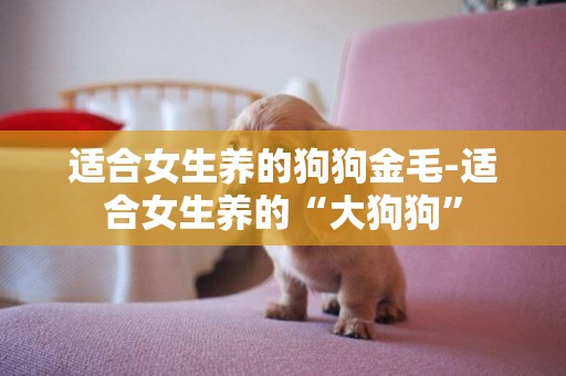 適合女生養的狗狗金毛-適合女生養的“大狗狗”