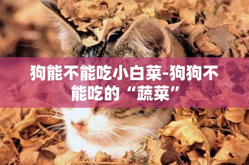 狗能不能吃小白菜-狗狗不能吃的“蔬菜”