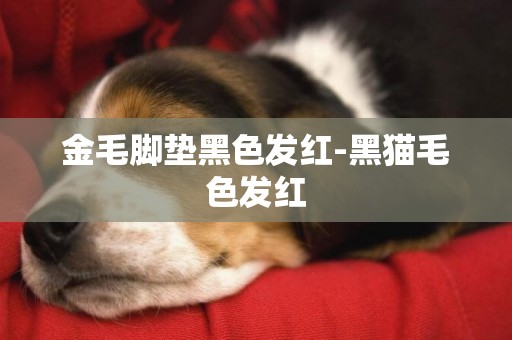 金毛腳墊黑色發紅-黑貓毛色發紅