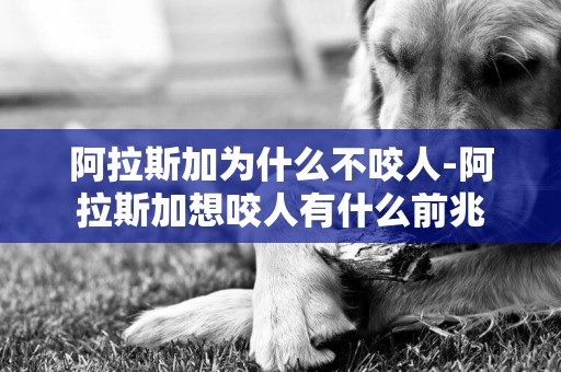 阿拉斯加為什么不咬人-阿拉斯加想咬人有什么前兆