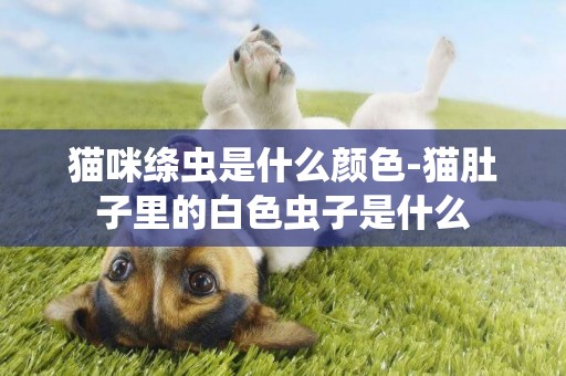 貓咪絳蟲是什么顏色-貓肚子里的白色蟲子是什么