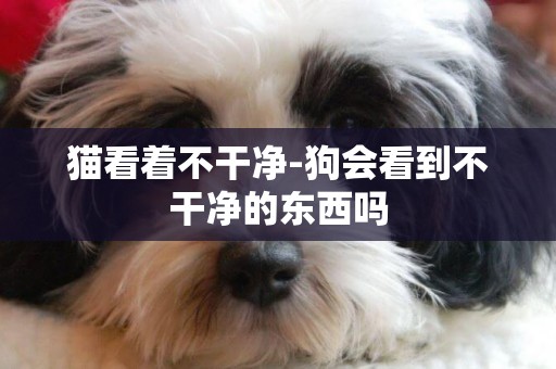 貓看著不干凈-狗會看到不干凈的東西嗎