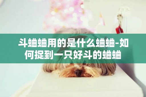 斗蛐蛐用的是什么蛐蛐-如何捉到一只好斗的蛐蛐
