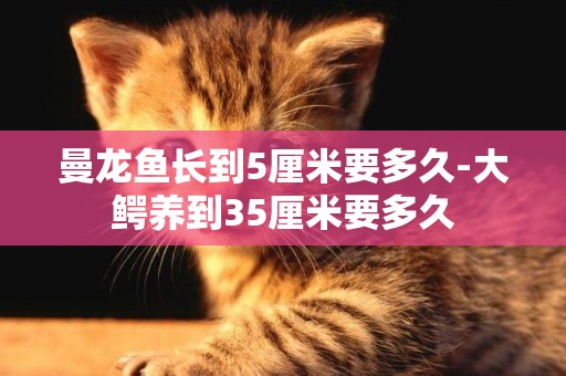曼龍魚長到5厘米要多久-大鱷養到35厘米要多久