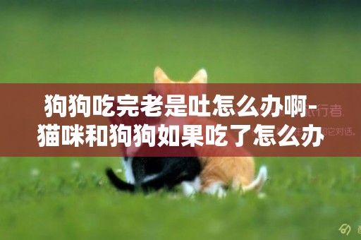狗狗吃完老是吐怎么辦啊-貓咪和狗狗如果吃了怎么辦