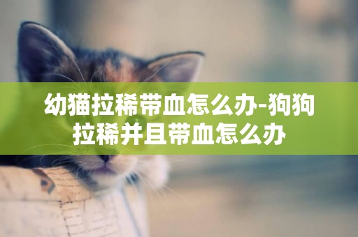 幼貓拉稀帶血怎么辦-狗狗拉稀并且帶血怎么辦
