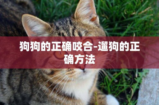狗狗的正確咬合-遛狗的正確方法