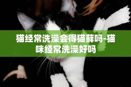 貓經常洗澡會得貓蘚嗎-貓咪經常洗澡好嗎