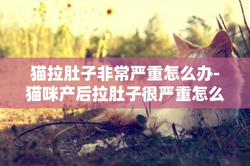 貓拉肚子非常嚴重怎么辦-貓咪產后拉肚子很嚴重怎么辦