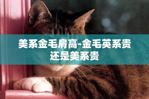 美系金毛肩高-金毛英系貴還是美系貴