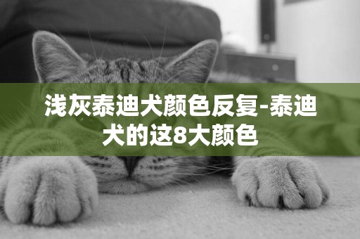 淺灰泰迪犬顏色反復-泰迪犬的這8大顏色