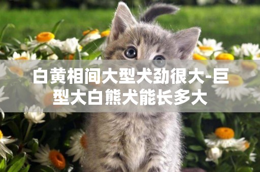 白黃相間大型犬勁很大-巨型大白熊犬能長多大